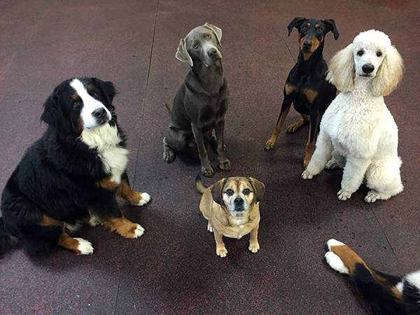 Book your dog for boarding, daycare, training or grooming today.