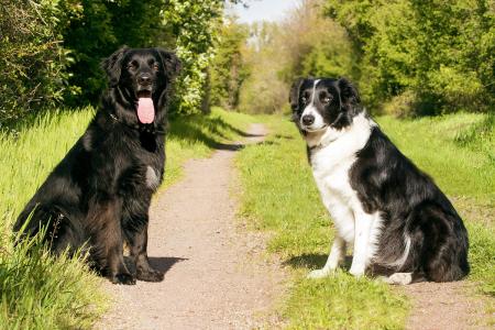 Two dogs posing on a dirt road